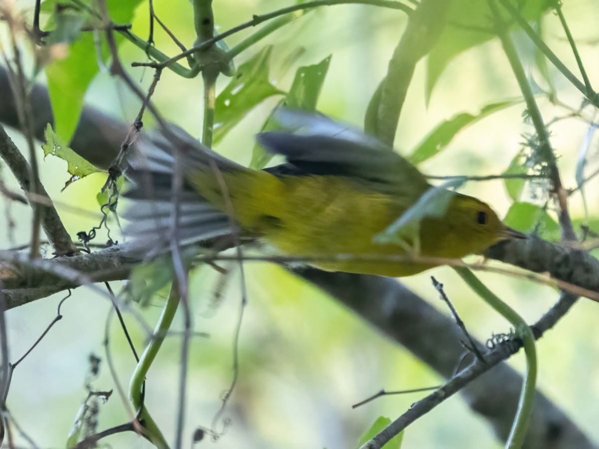 Wilson's Warbler - ML643013367