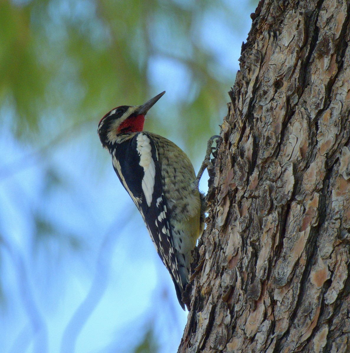 Red-naped Sapsucker - ML643013387