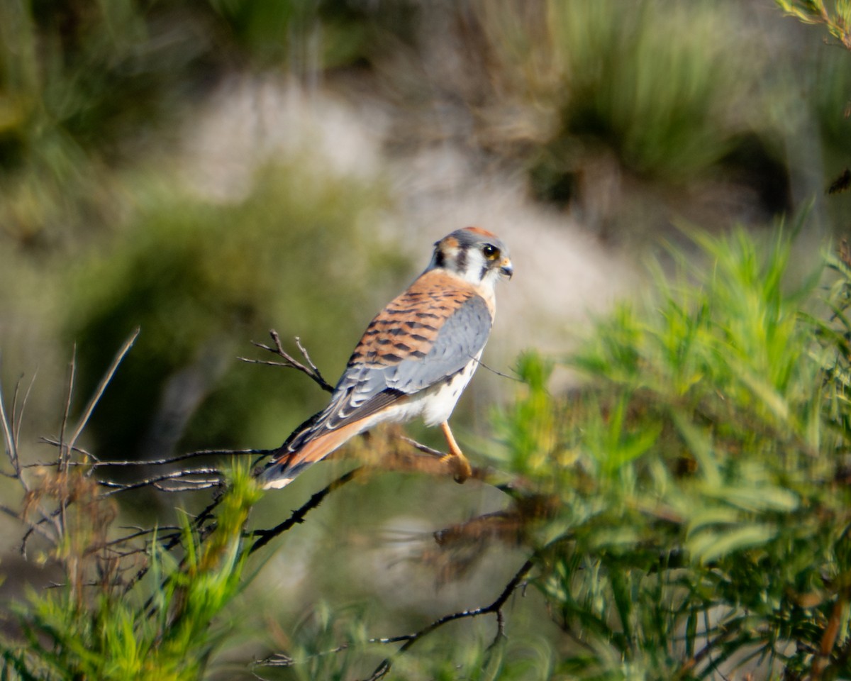American Kestrel - ML643013388