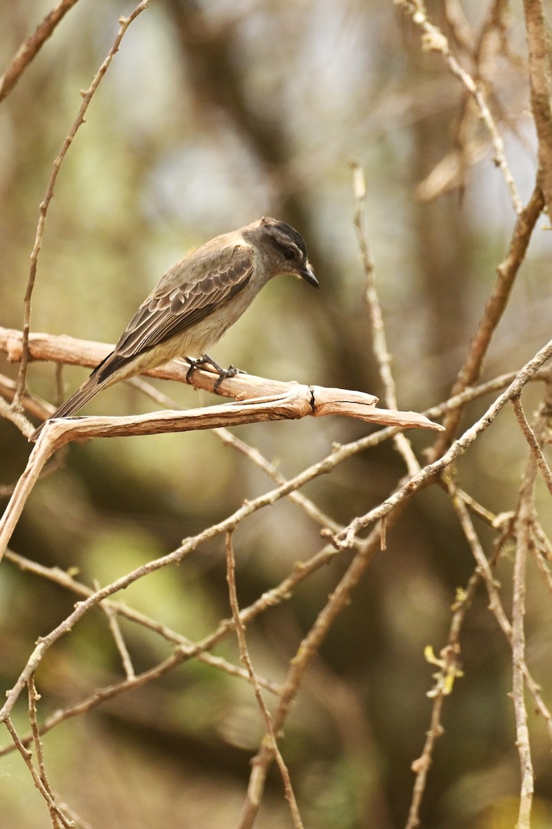 Crowned Slaty Flycatcher - ML643013389