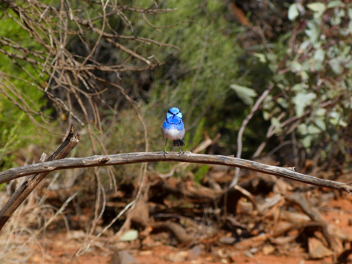 Splendid Fairywren - ML643013390