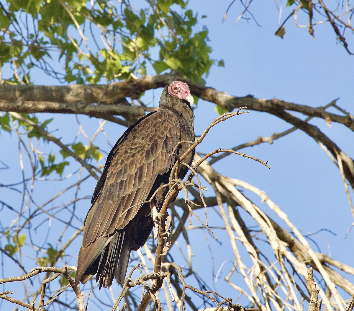 Turkey Vulture - ML643013391