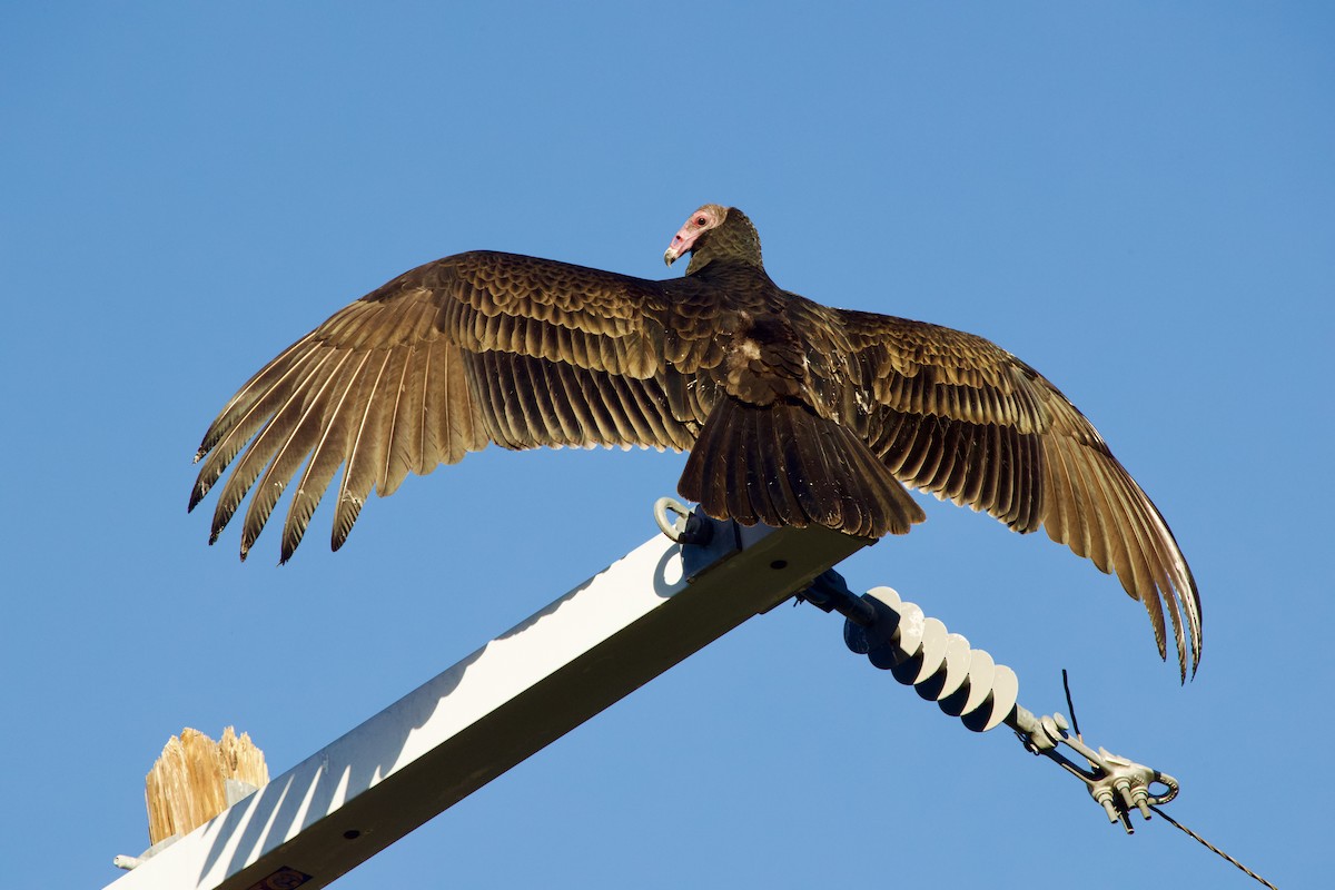 Turkey Vulture - ML643013392