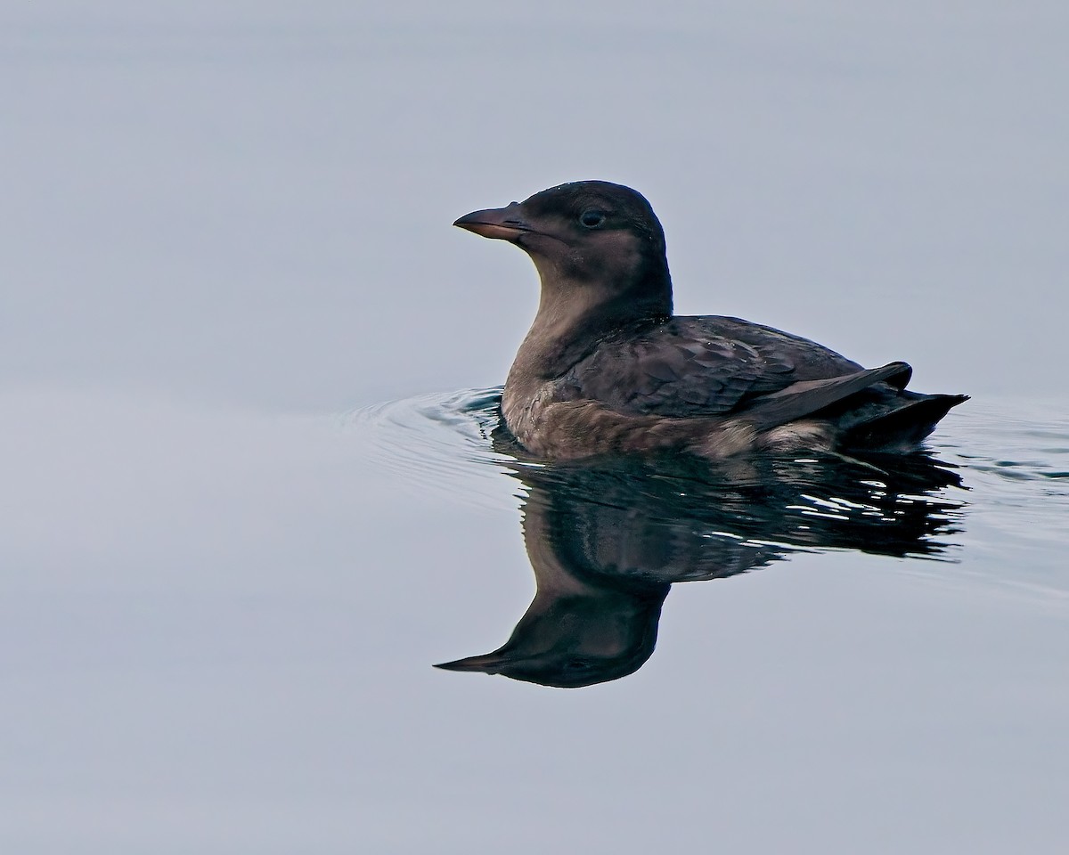 Rhinoceros Auklet - ML643013399