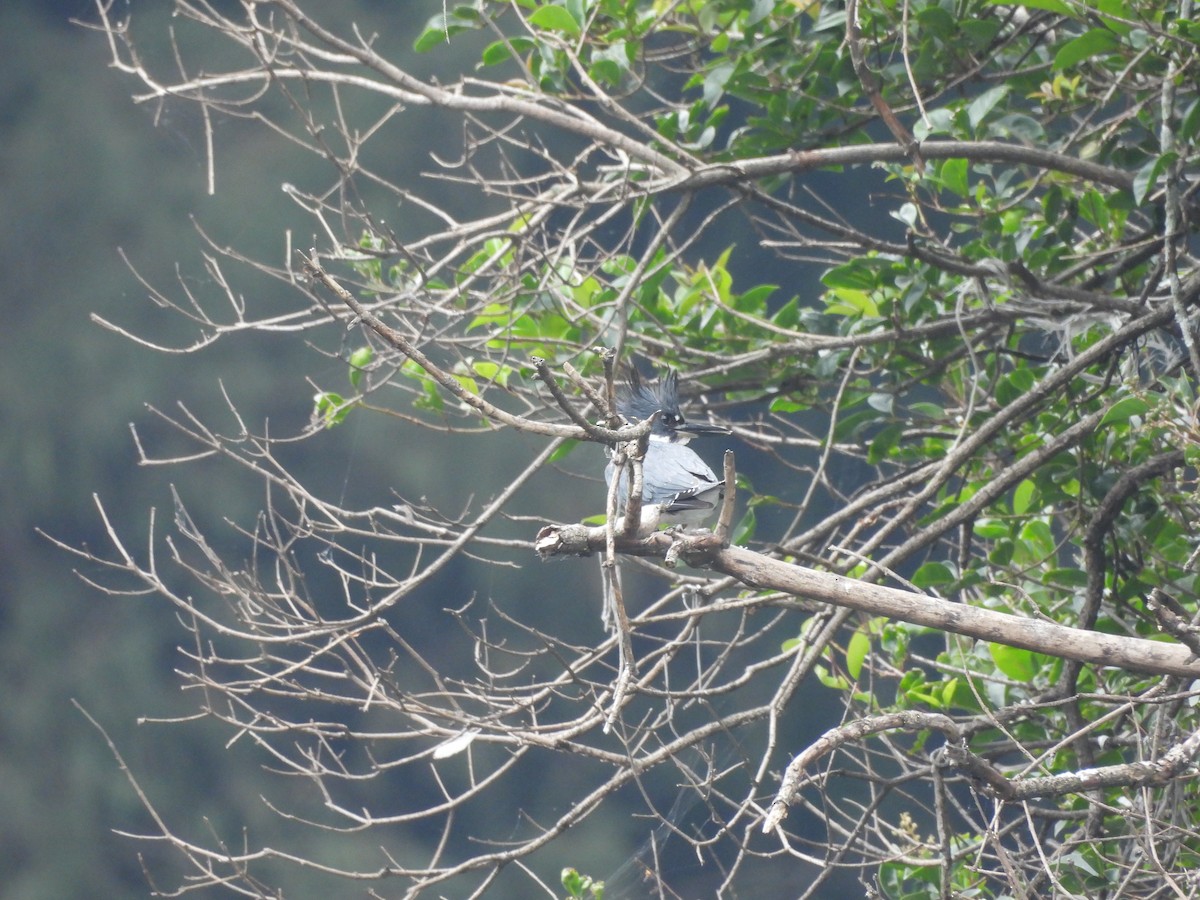 Belted Kingfisher - ML643013420