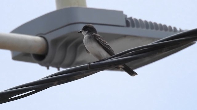 Eastern Kingbird - ML643013444