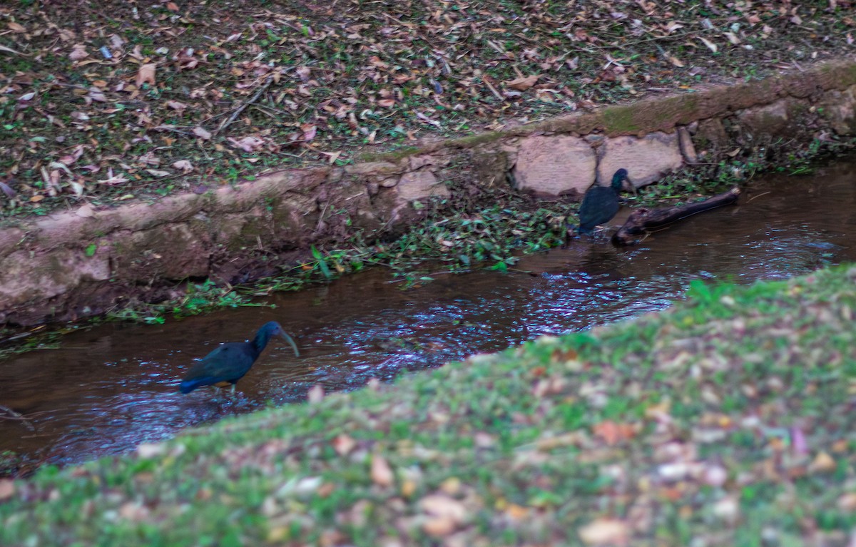 Ibis vert - ML643013473