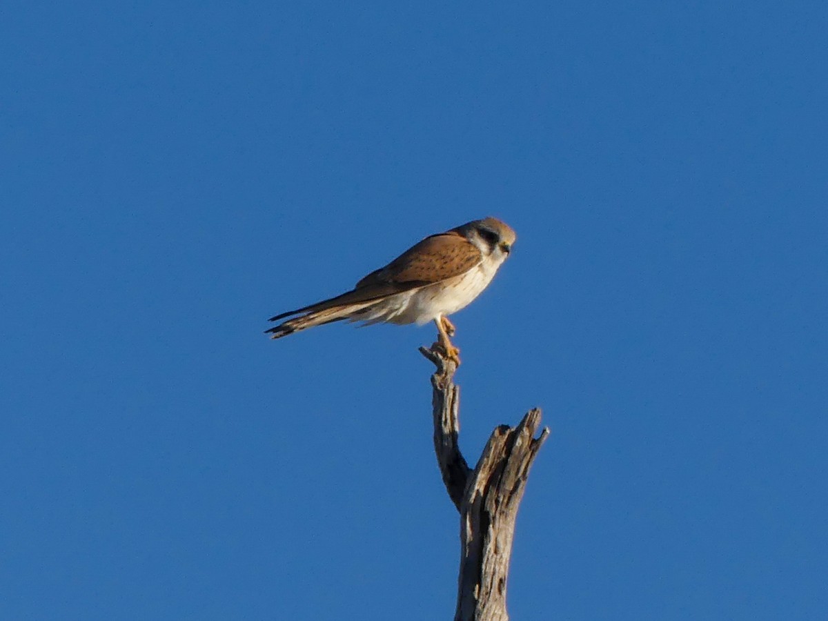 Nankeen Kestrel - ML643013475