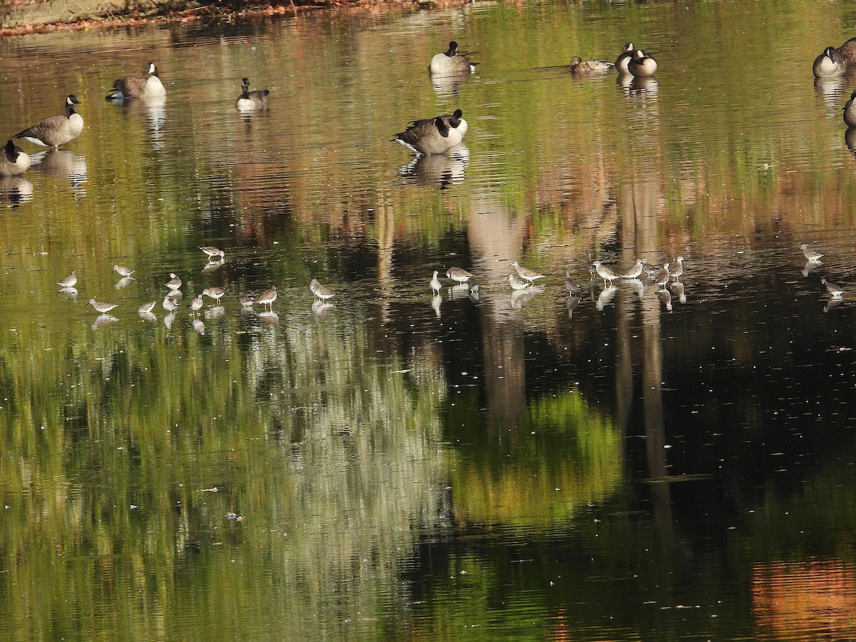 Bécasseau à échasses - ML643013487