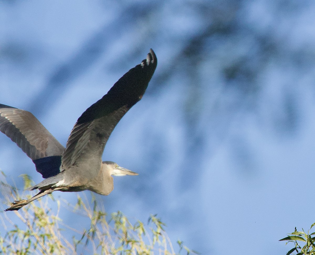 Great Blue Heron - ML643013500