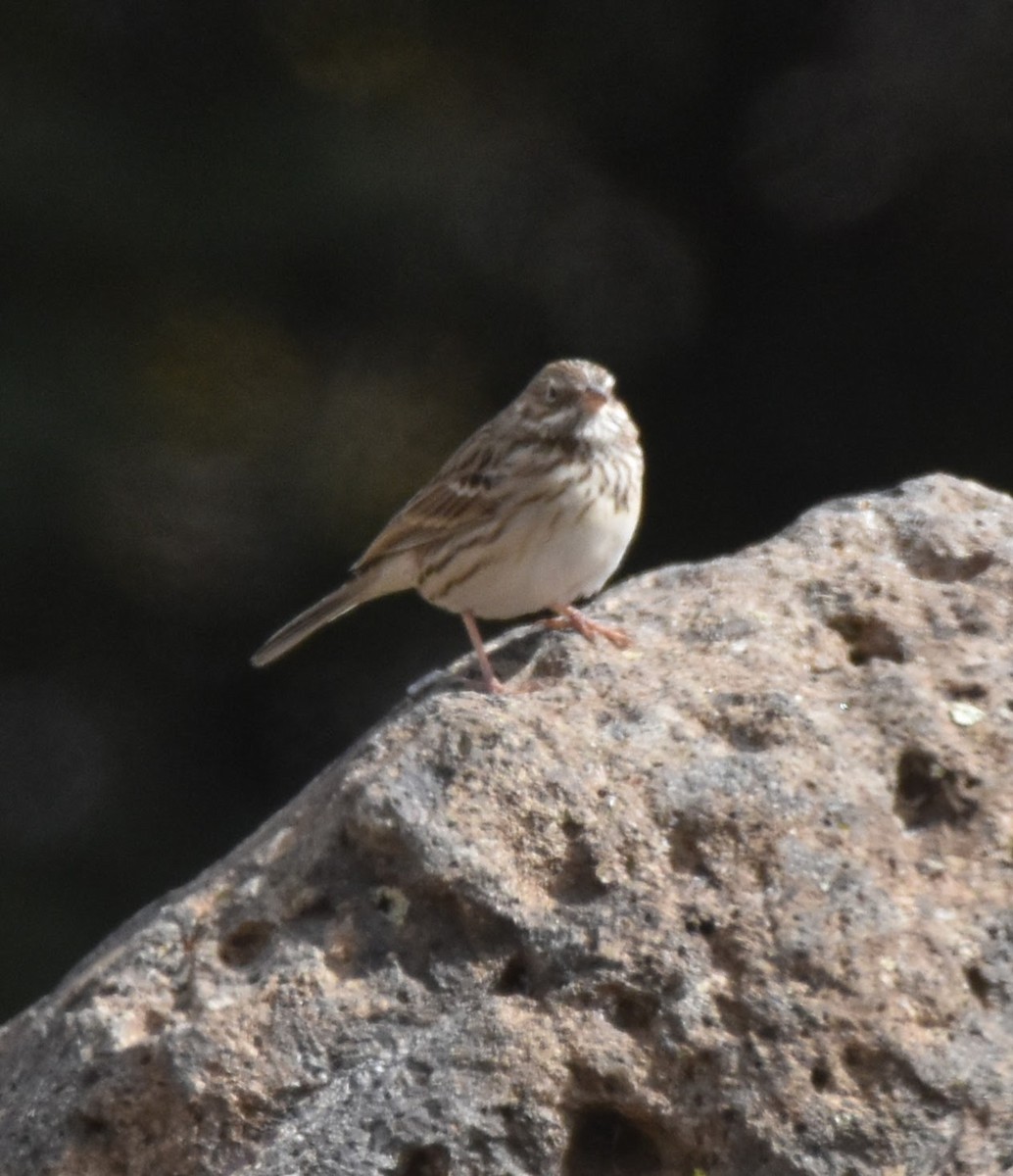Vesper Sparrow - ML643013508