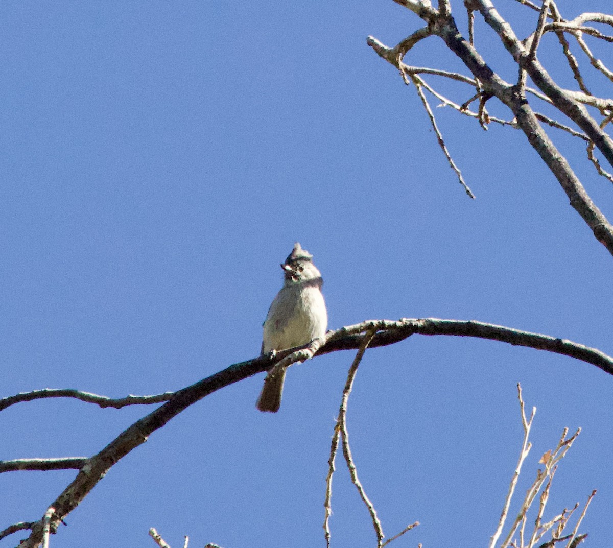 Juniper Titmouse - ML643013522