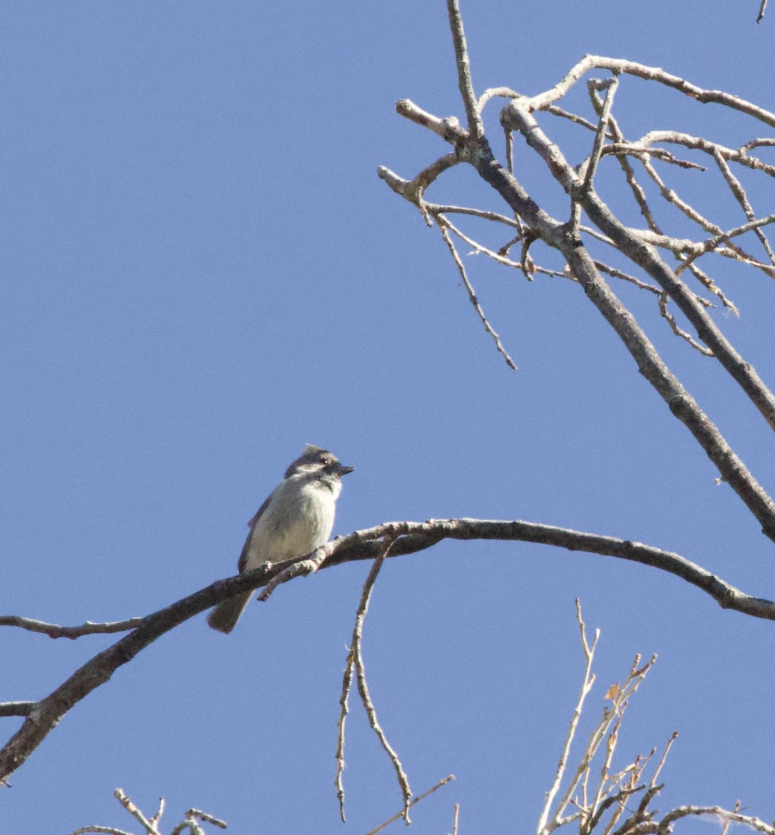 Juniper Titmouse - ML643013523