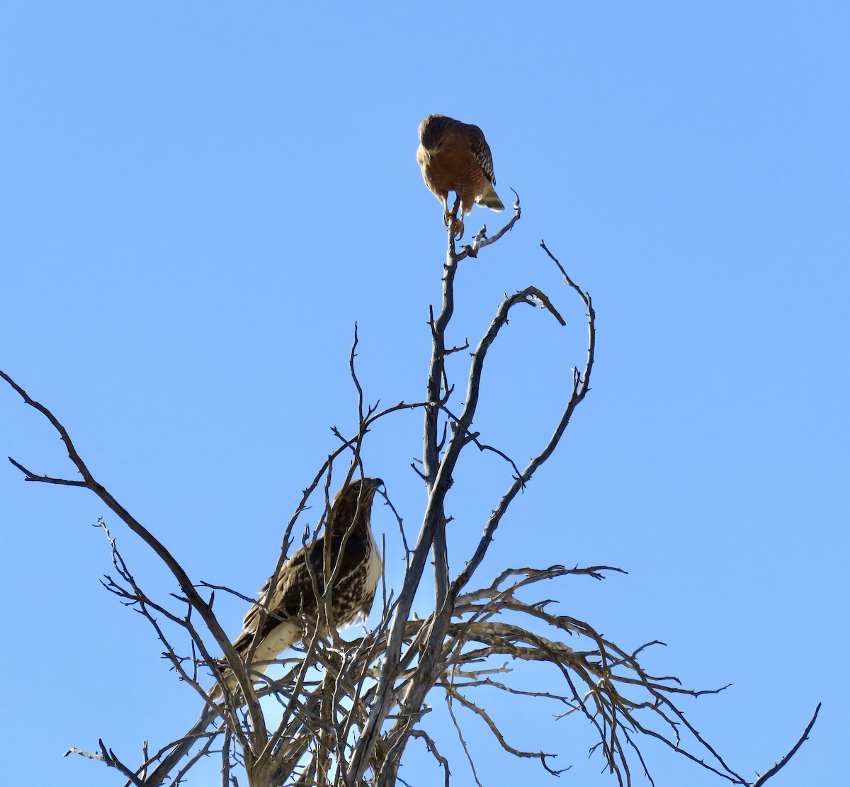 Red-shouldered Hawk - ML643013529