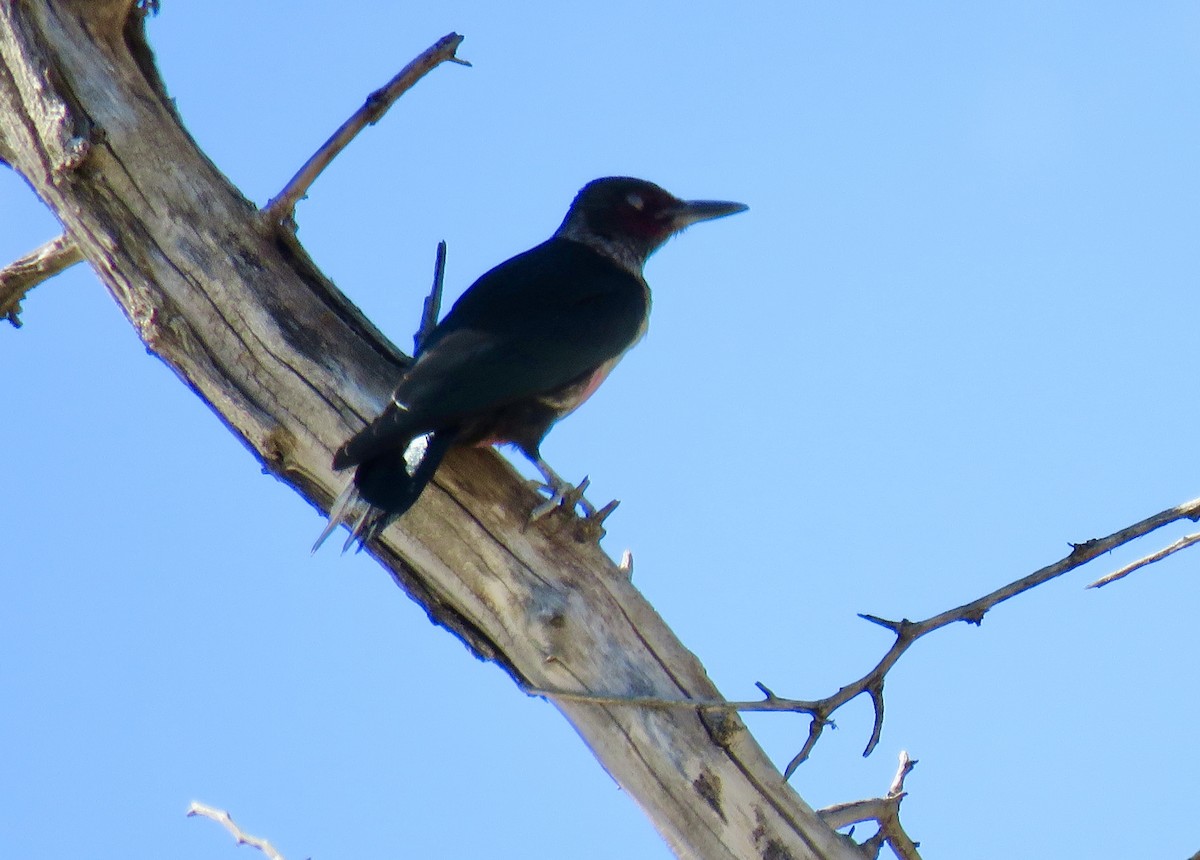 Lewis's Woodpecker - ML643013557