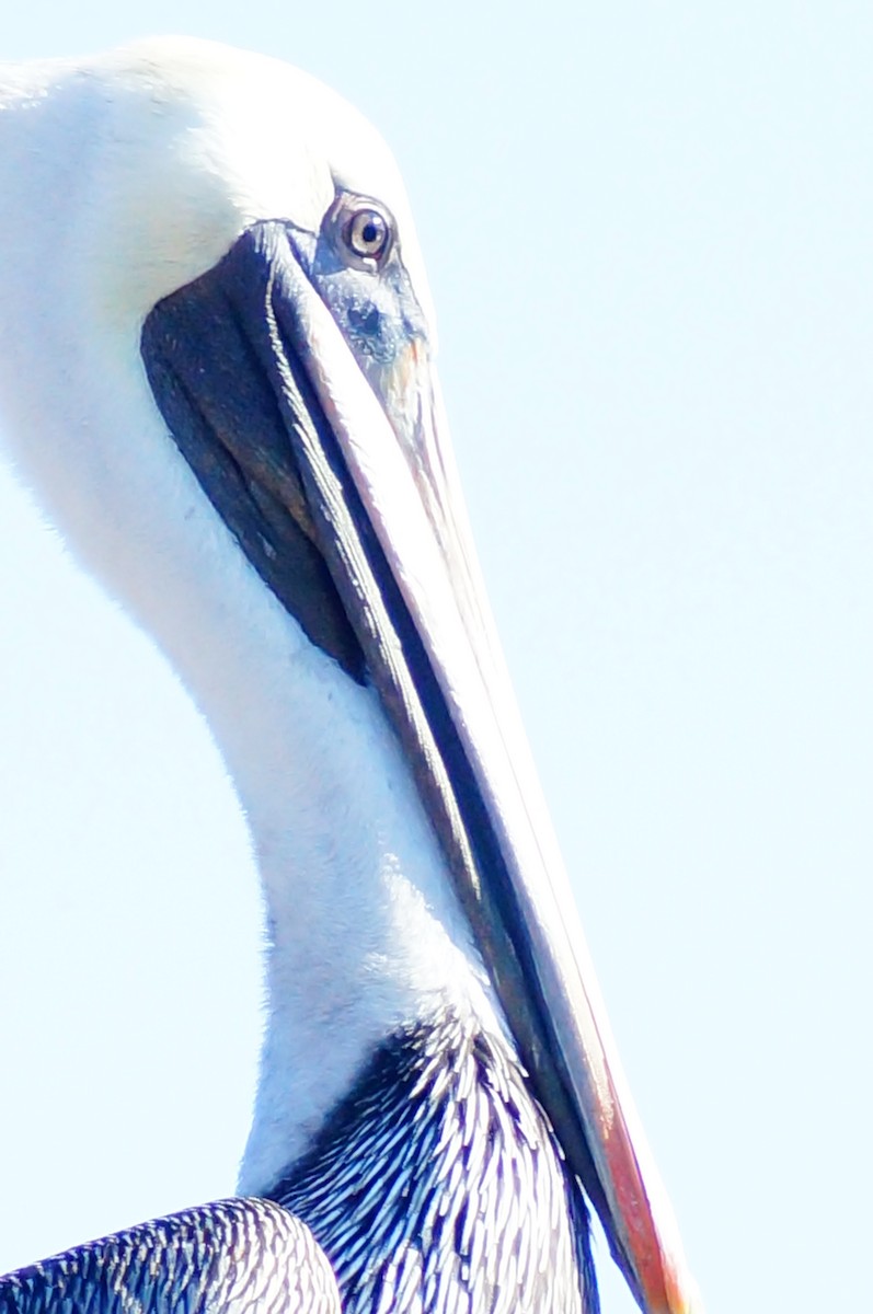 Brown Pelican - ML643013560