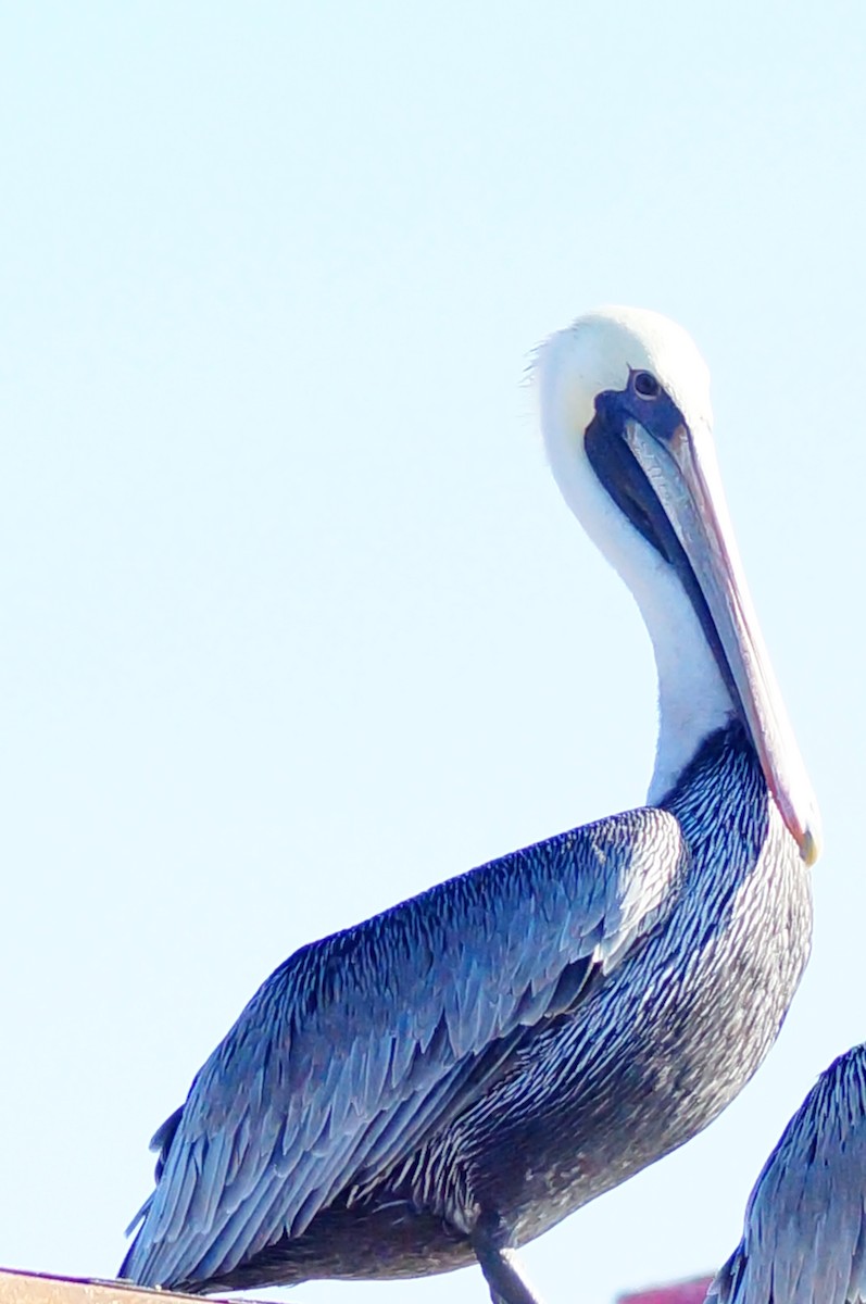 Brown Pelican - ML643013562