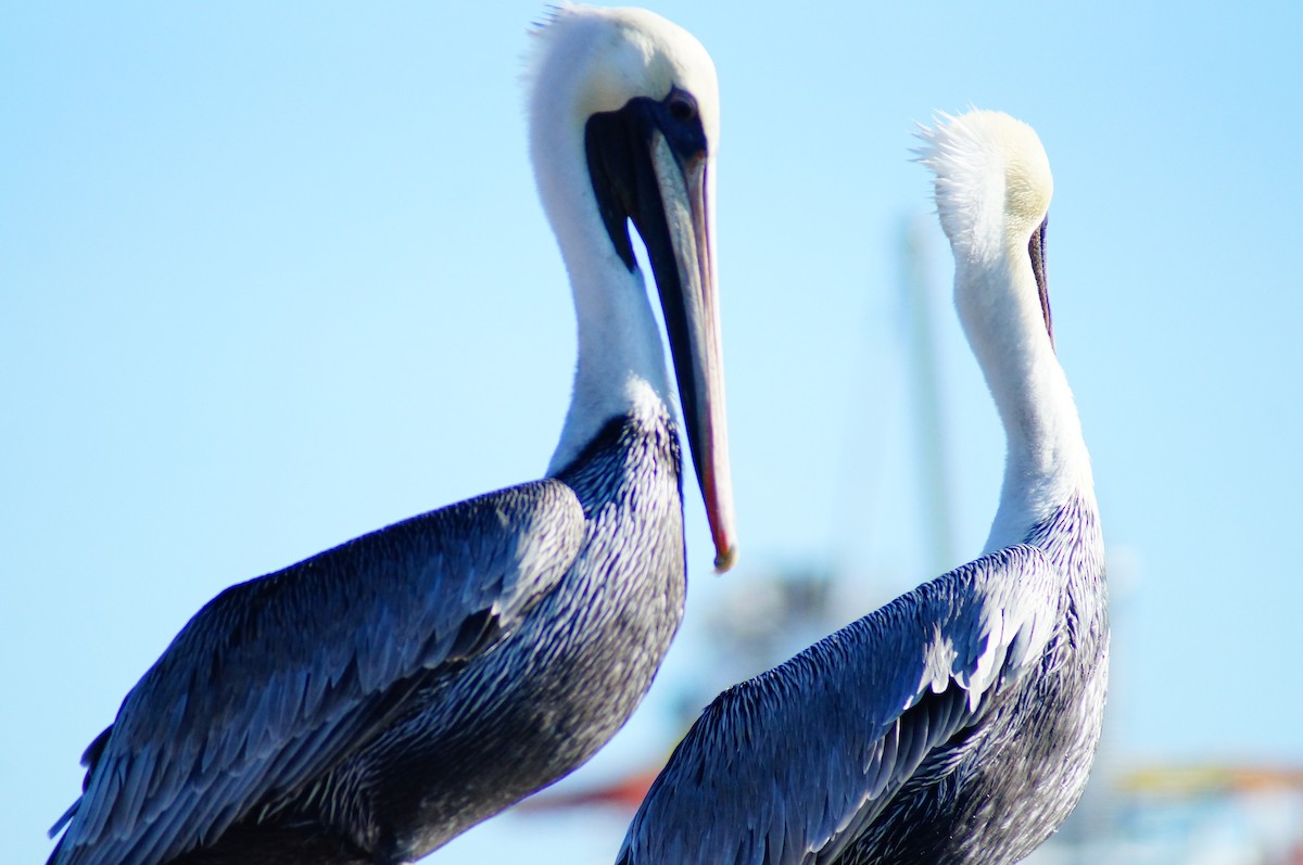 Brown Pelican - ML643013563