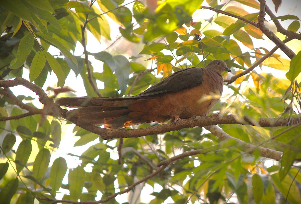 Brown Cuckoo-Dove - ML643013589