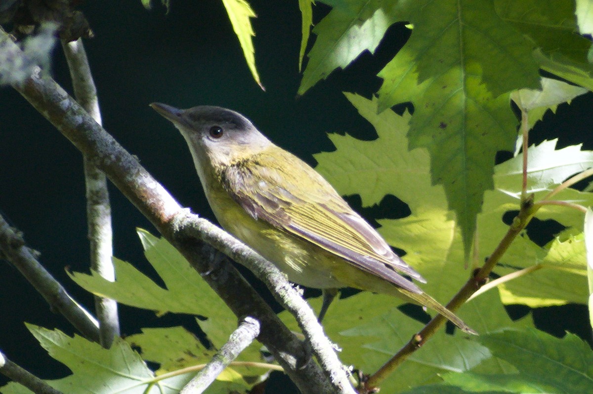Yellow-green Vireo - ML643013593