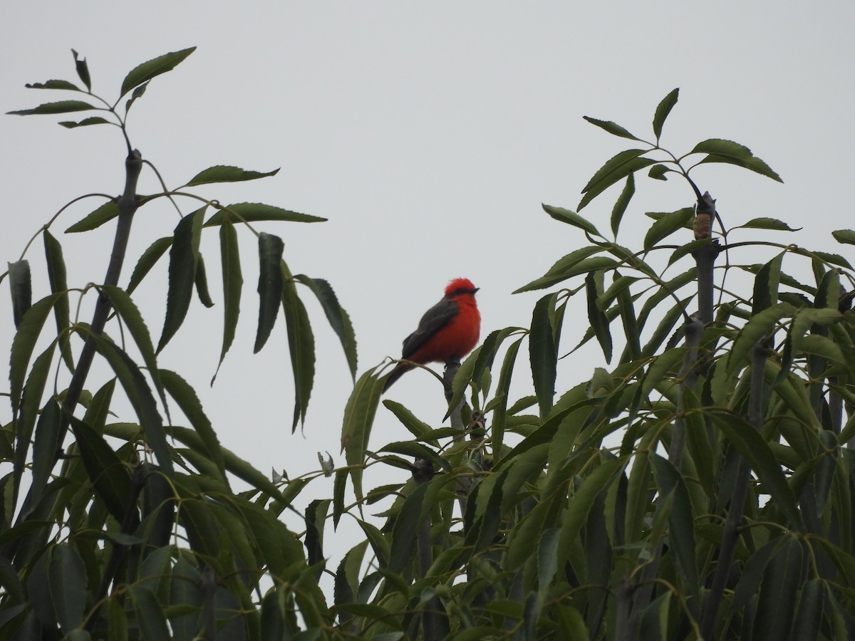 Vermilion Flycatcher - ML643013595