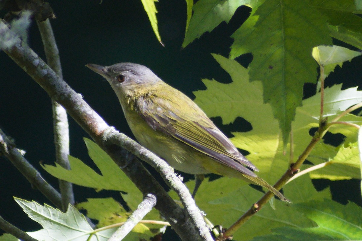 Yellow-green Vireo - ML643013597