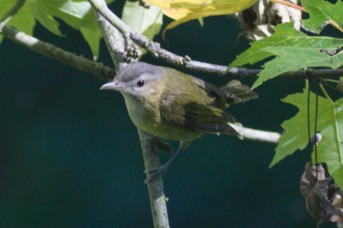 Yellow-green Vireo - ML643013604