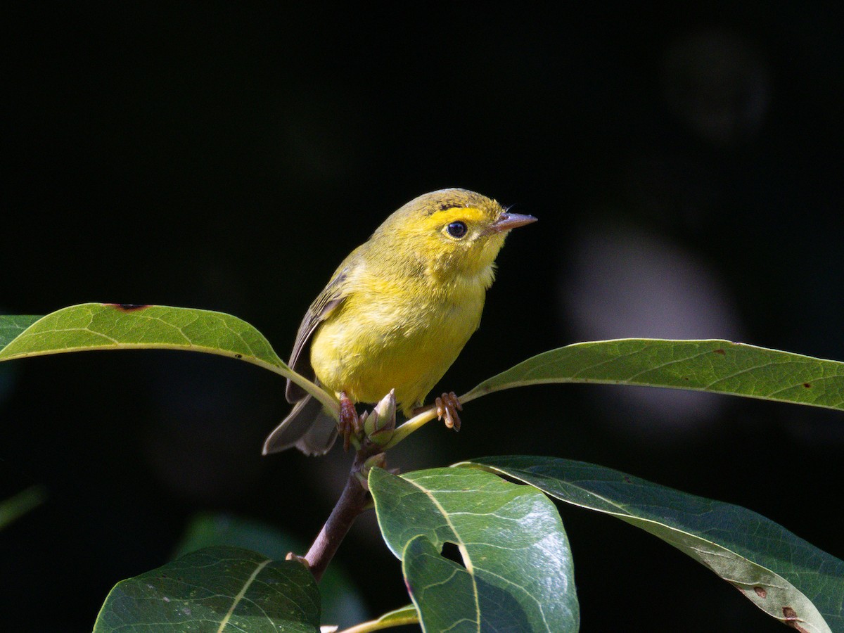 Wilson's Warbler - ML643013607