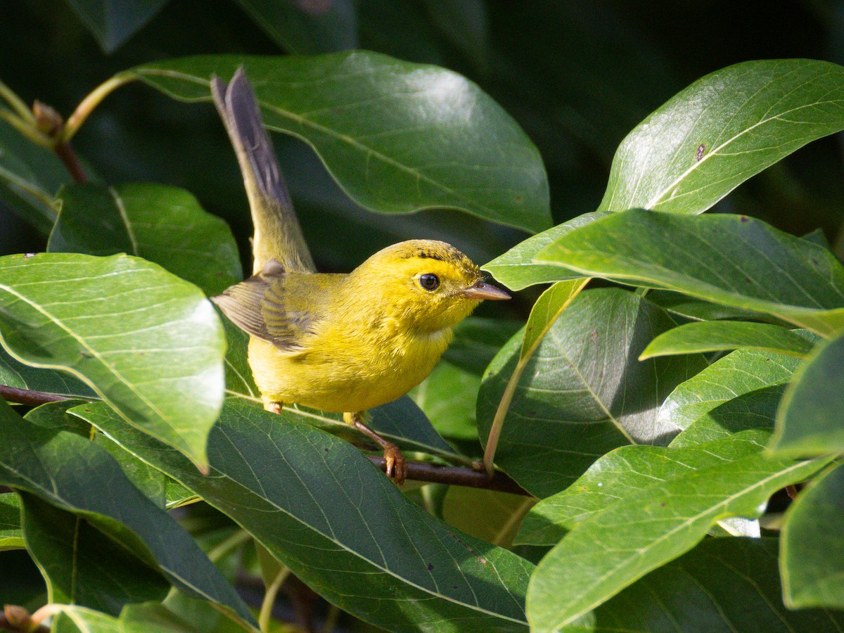 Wilson's Warbler - ML643013608