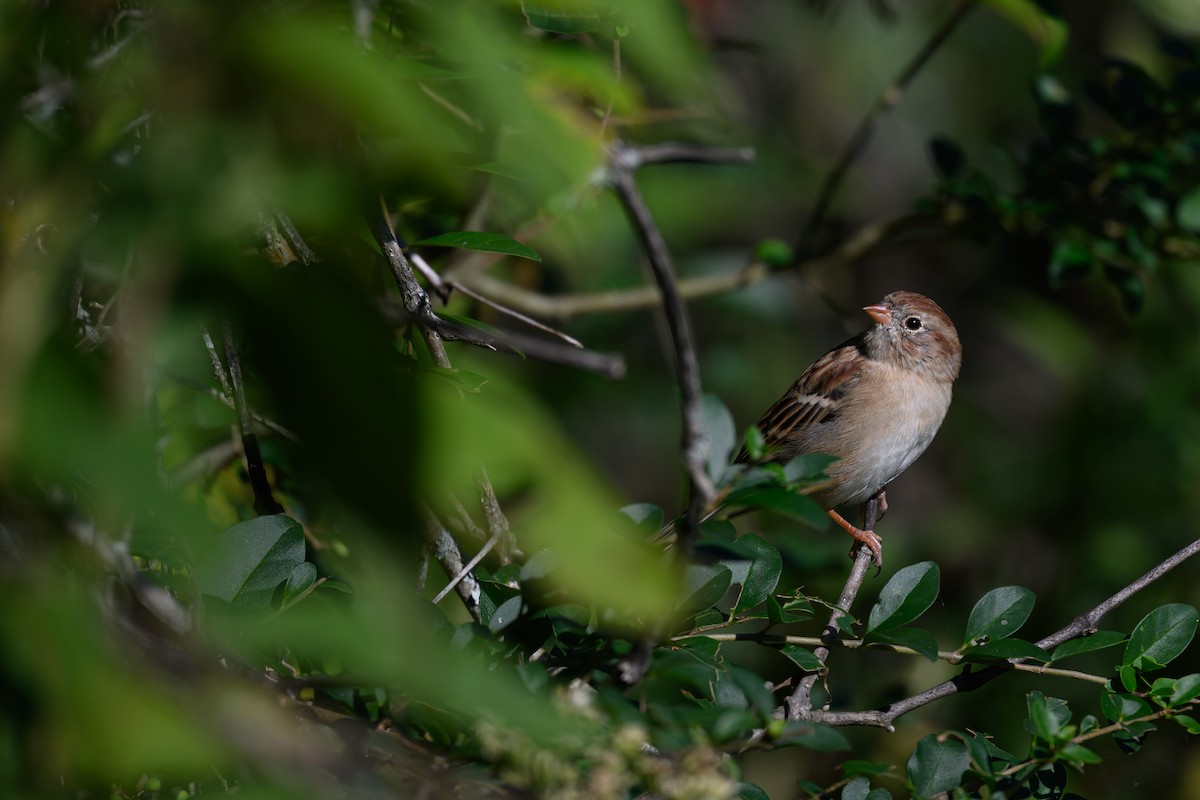 Field Sparrow - ML643013609