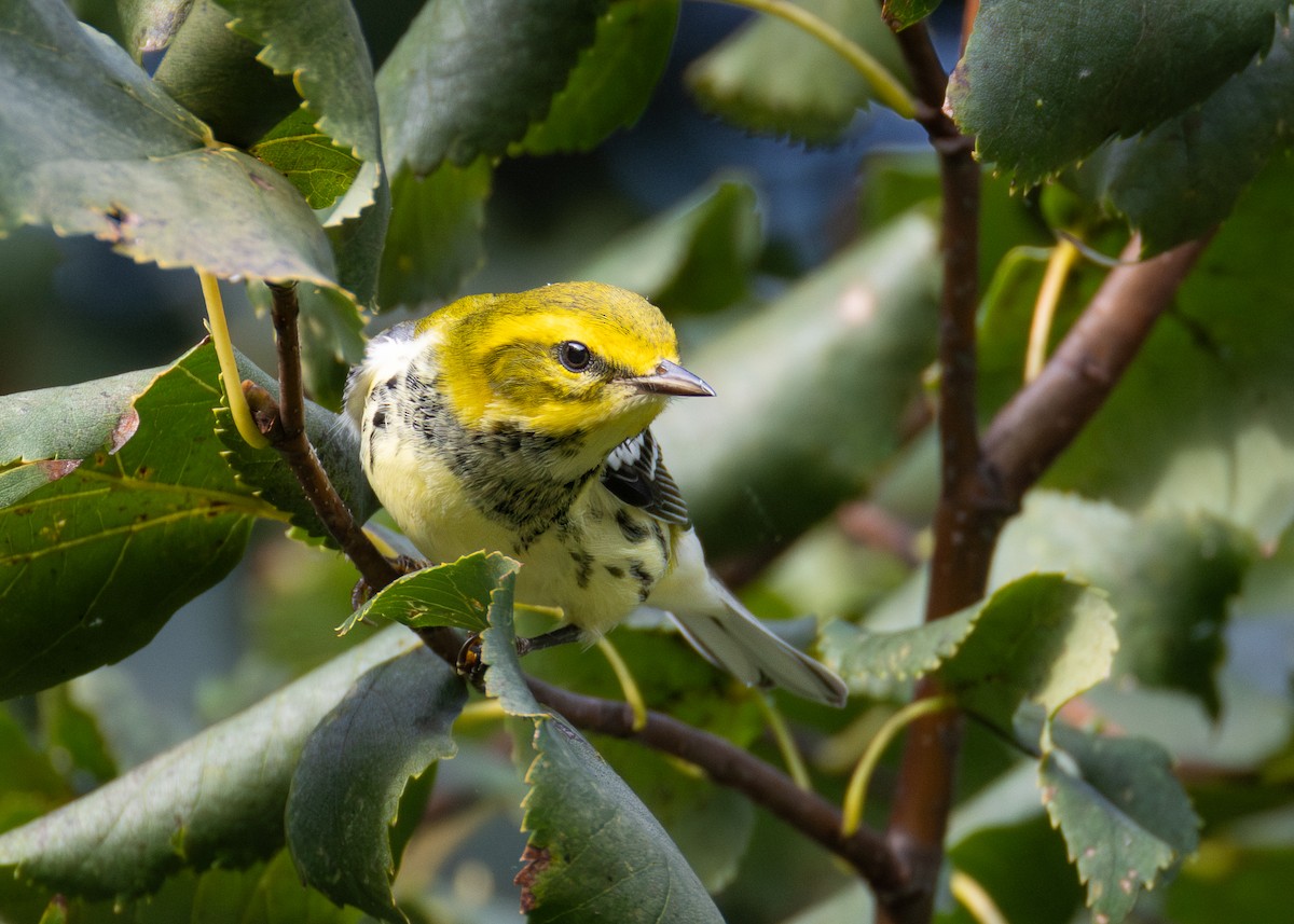 Black-throated Green Warbler - ML643013616