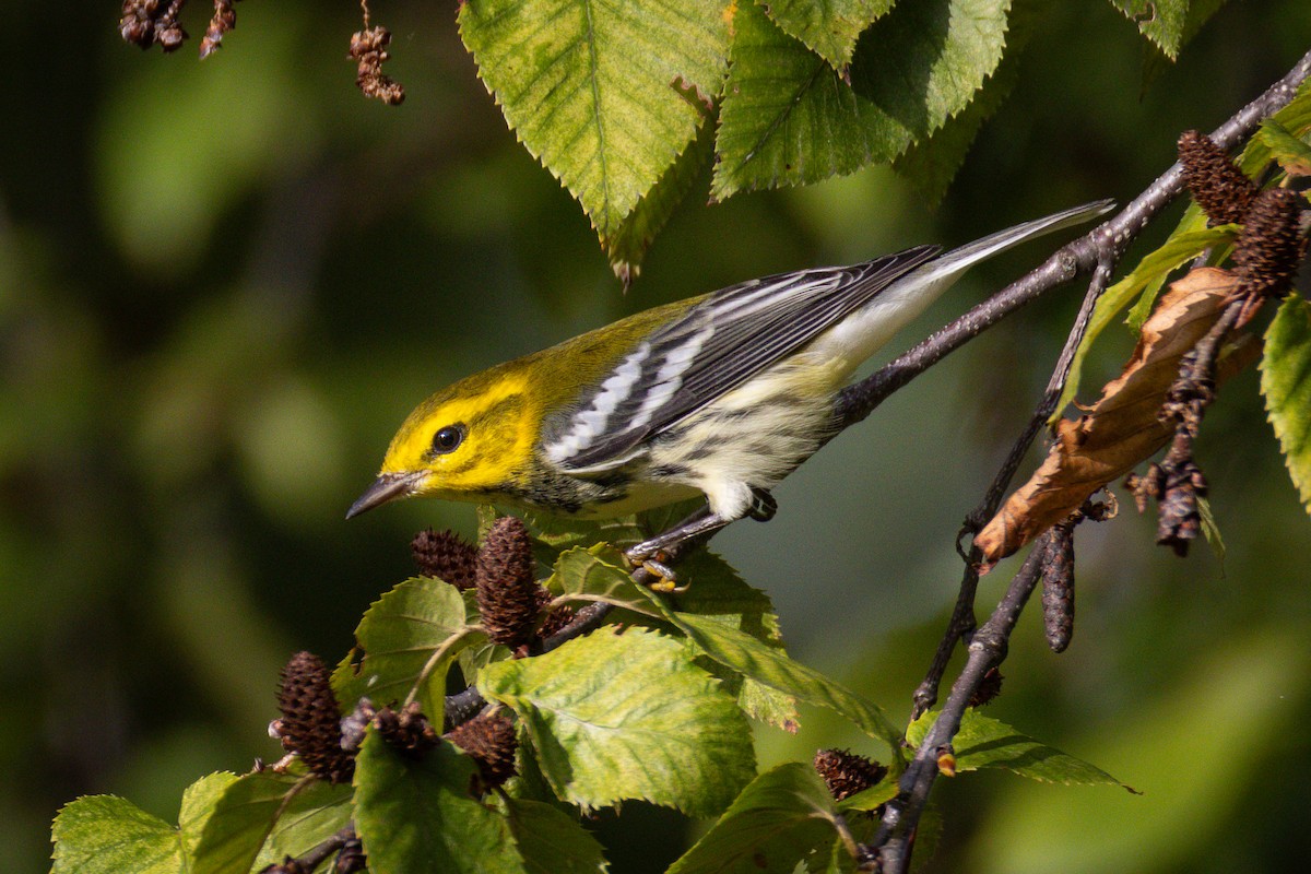 Black-throated Green Warbler - ML643013617