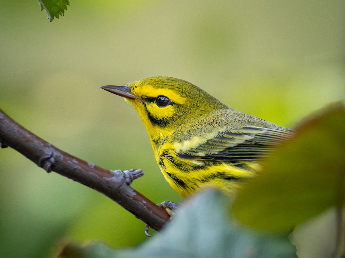Prairie Warbler - ML643013627