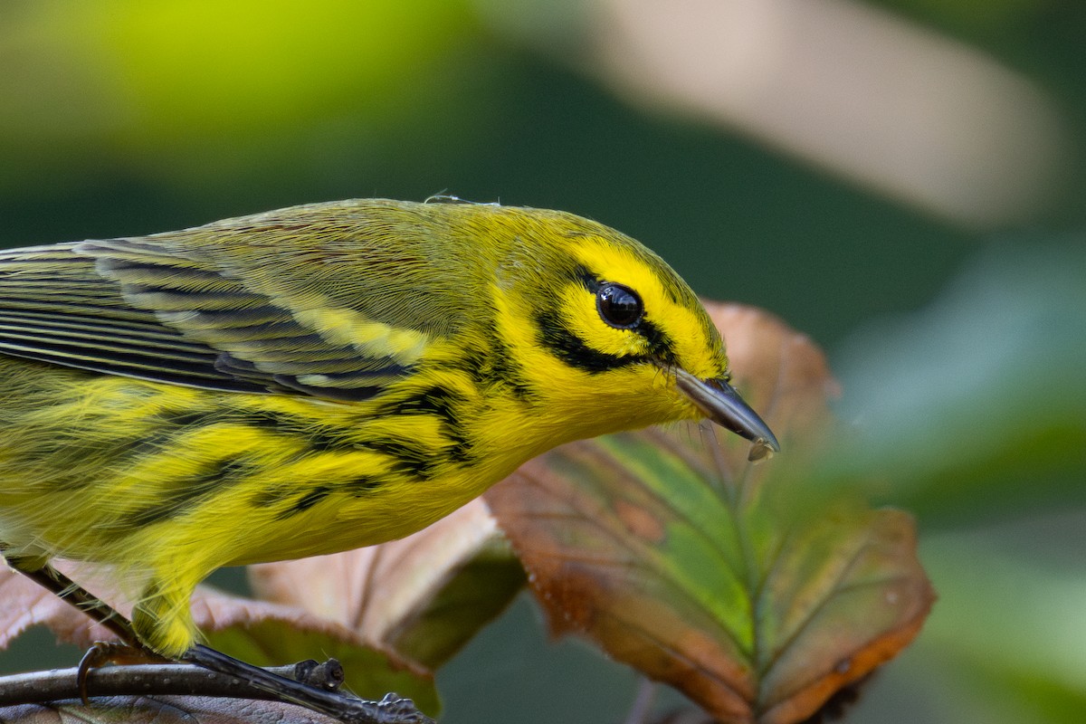Prairie Warbler - ML643013628