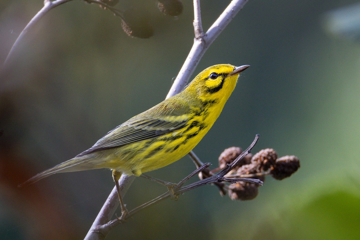Prairie Warbler - ML643013629