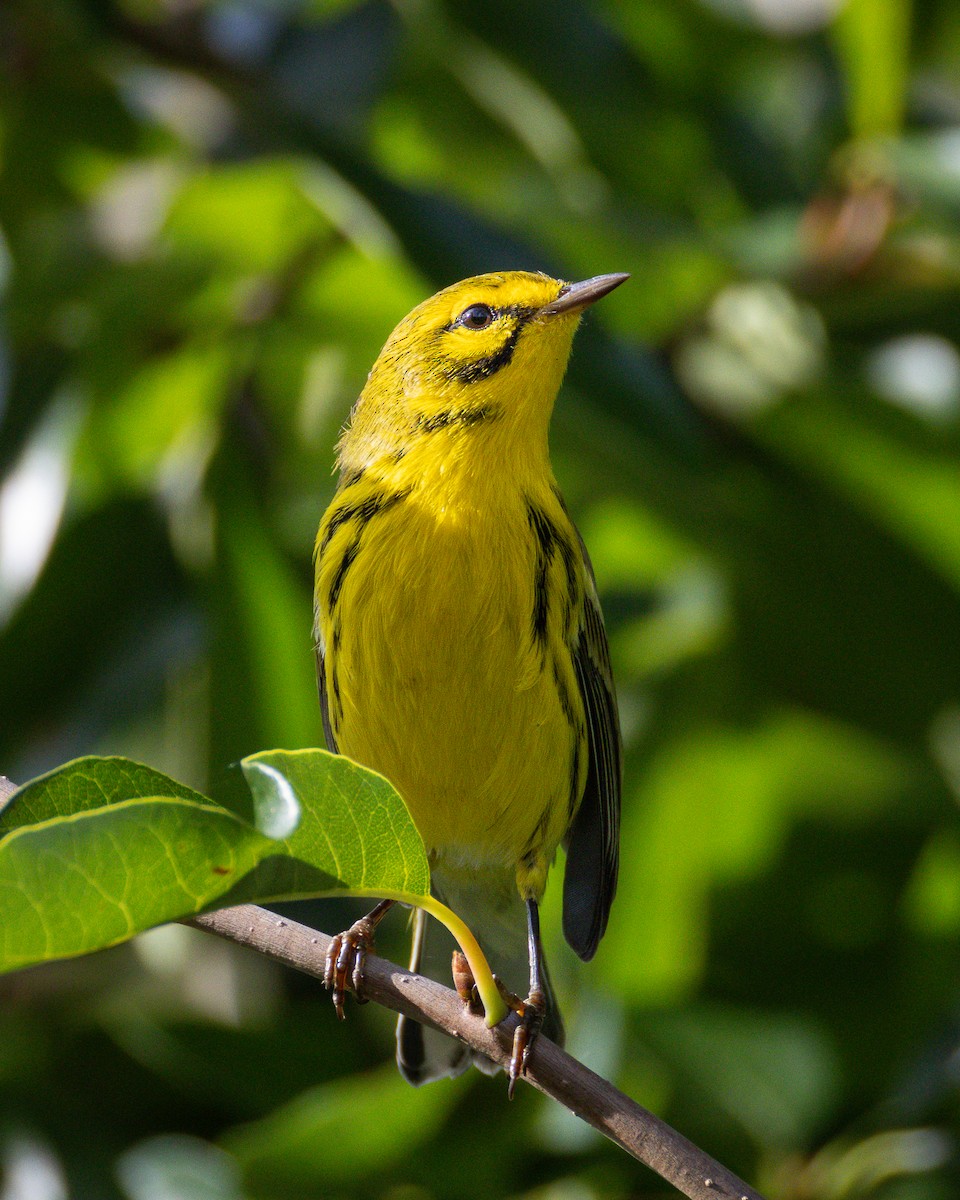 Prairie Warbler - ML643013630