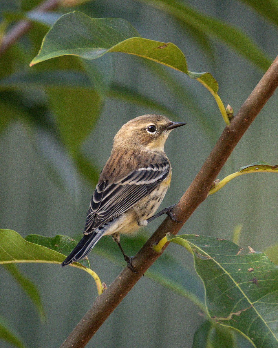 Yellow-rumped Warbler - ML643013641