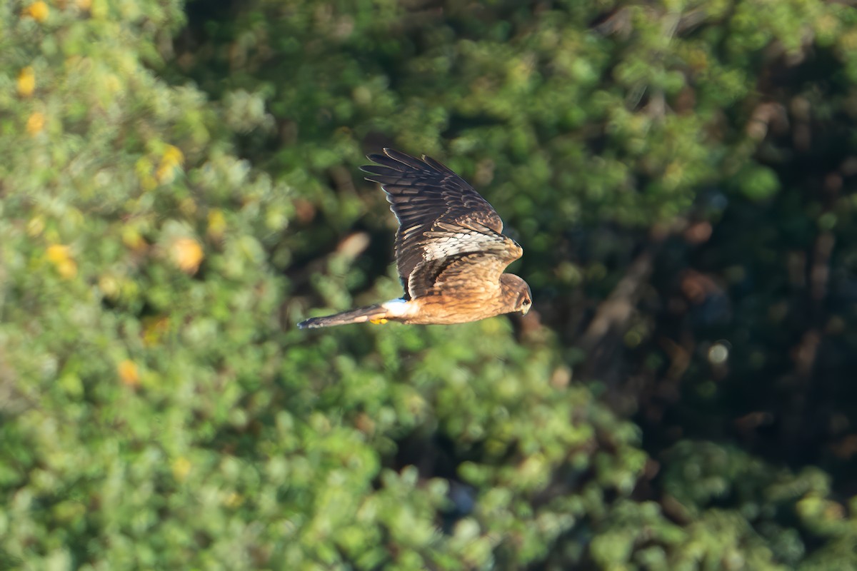 Northern Harrier - ML643013642