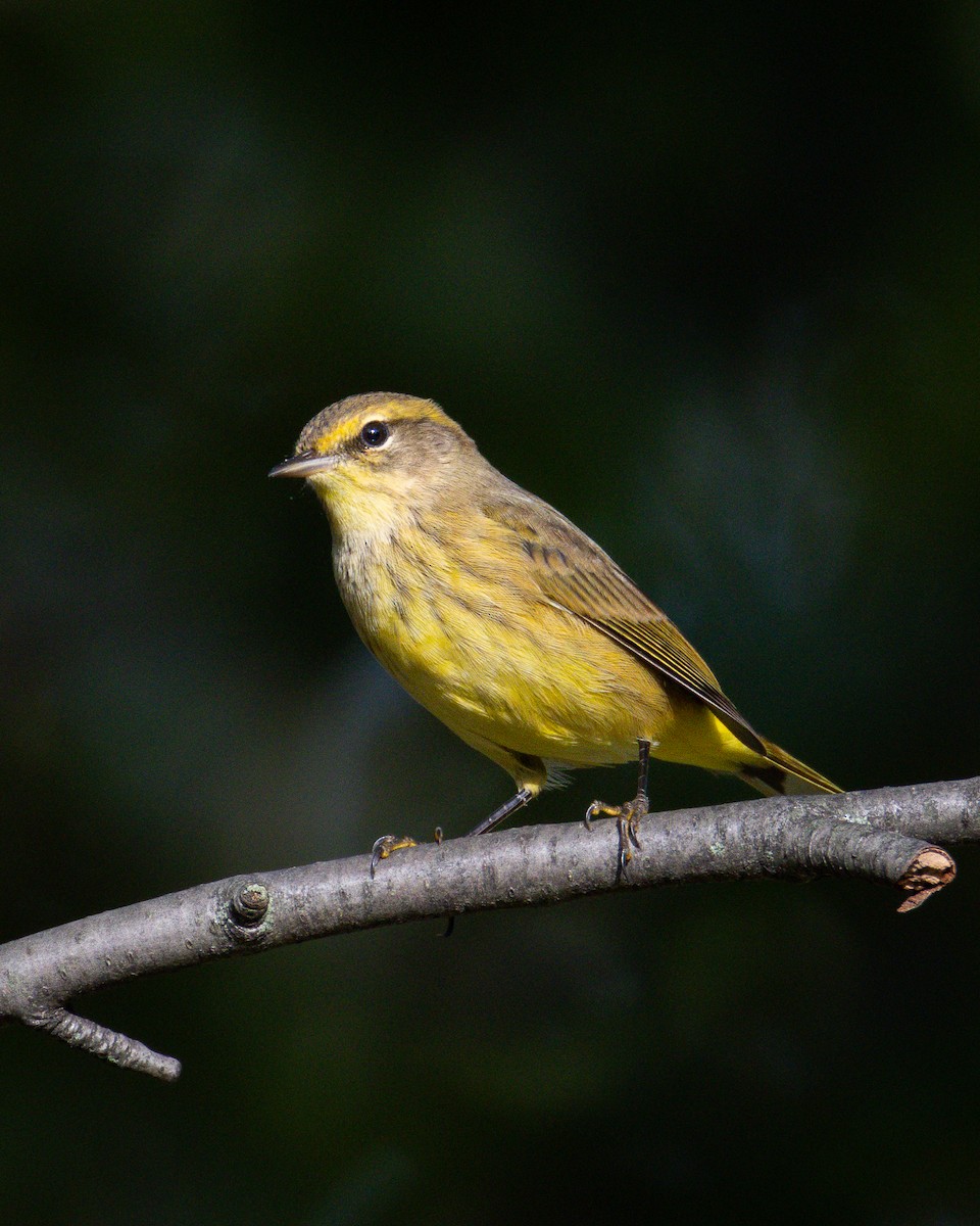 Palm Warbler - ML643013646