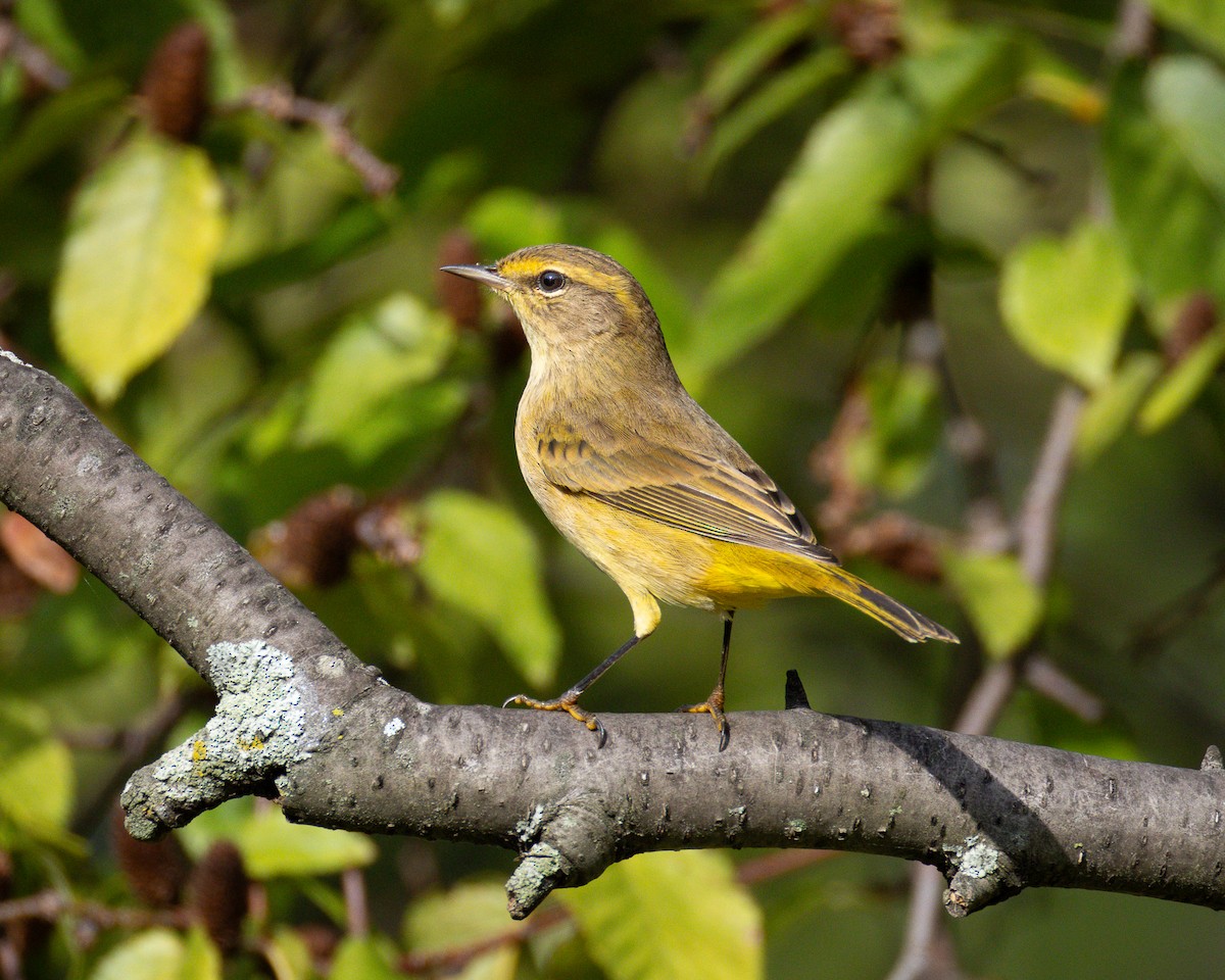 Palm Warbler - ML643013647