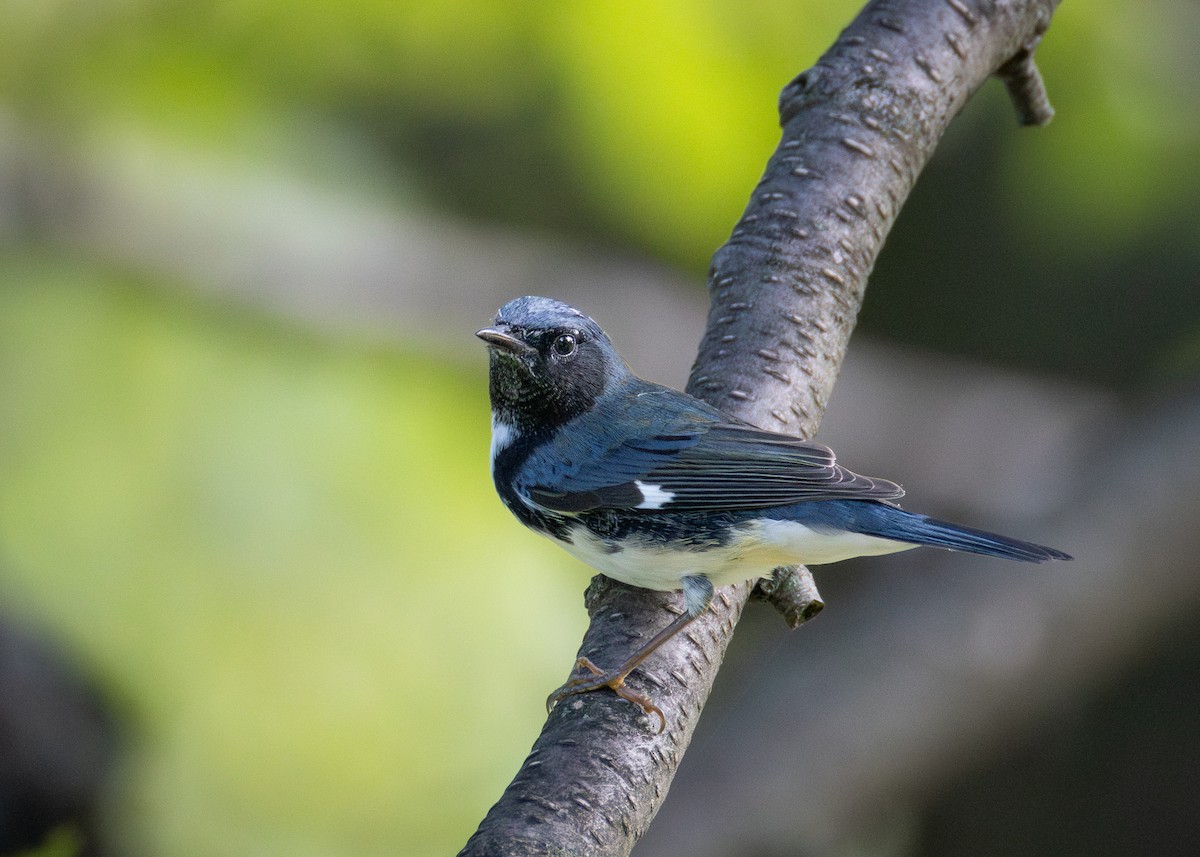 Black-throated Blue Warbler - ML643013658