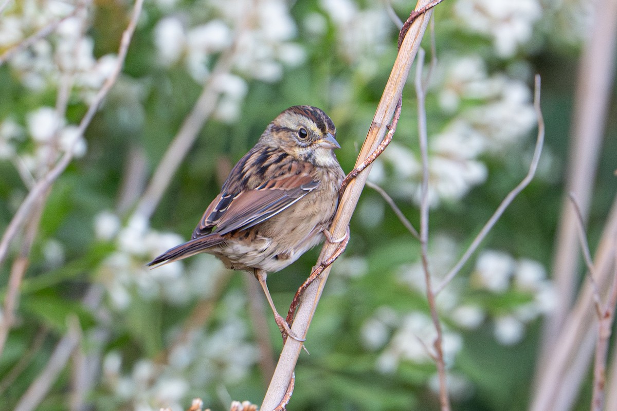 Swamp Sparrow - ML643013663