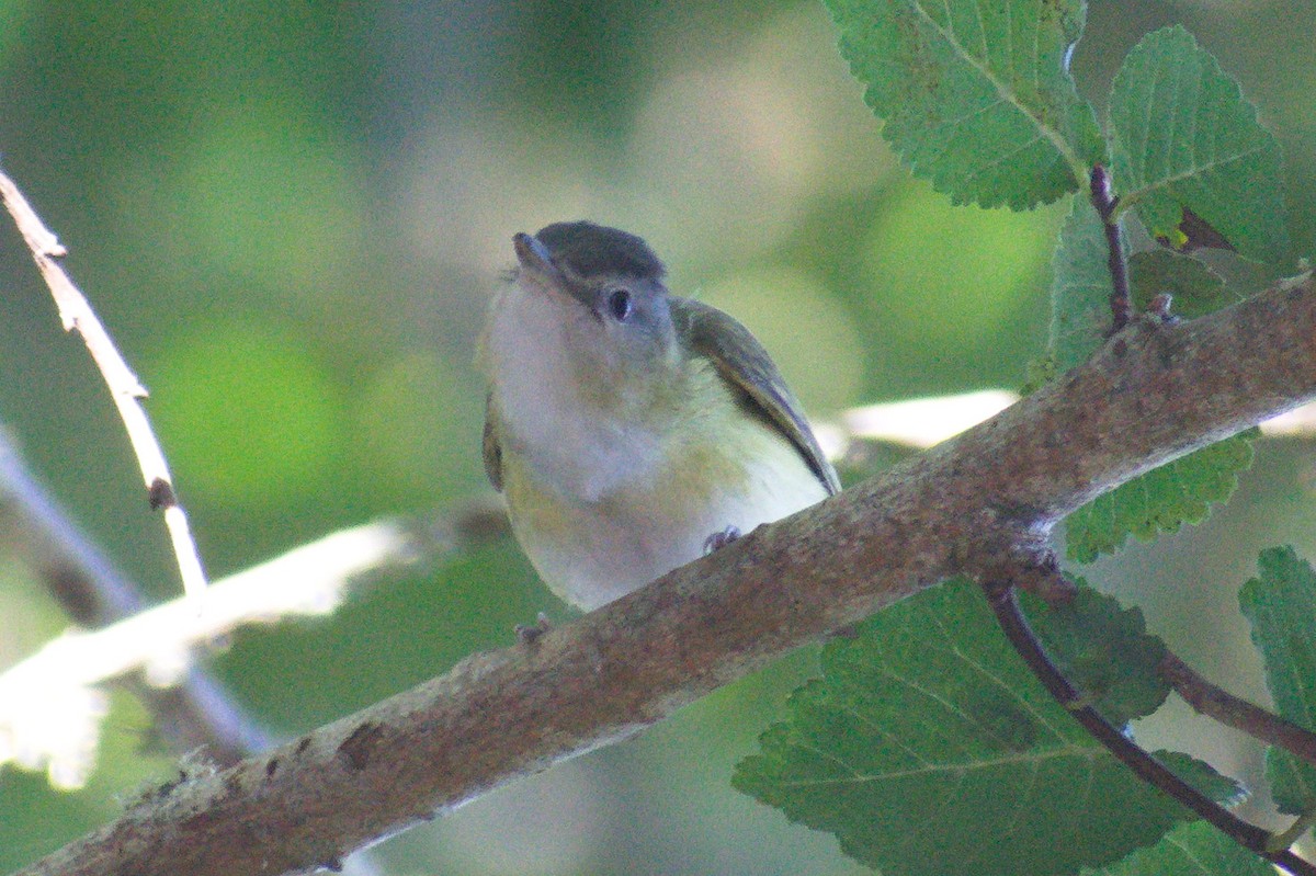 Yellow-green Vireo - ML643013676