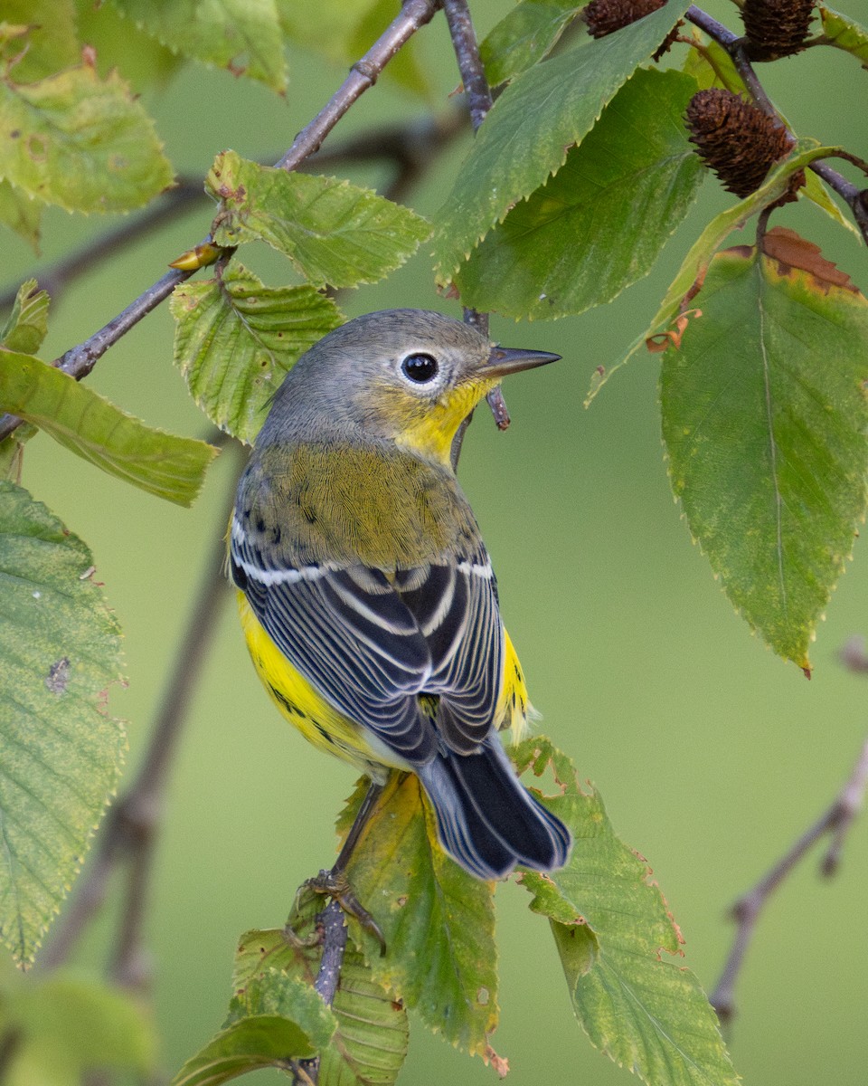 Magnolia Warbler - ML643013677
