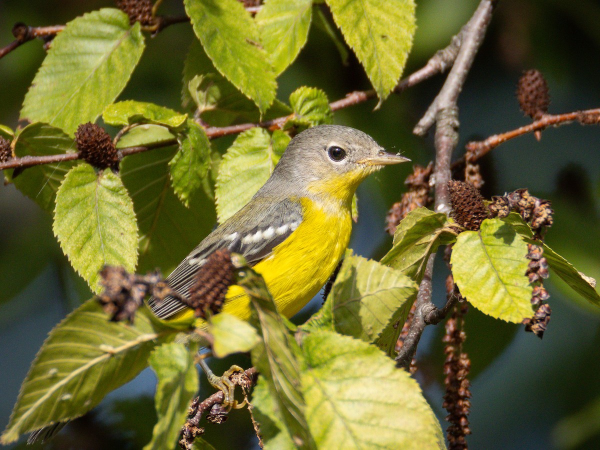 Magnolia Warbler - ML643013678