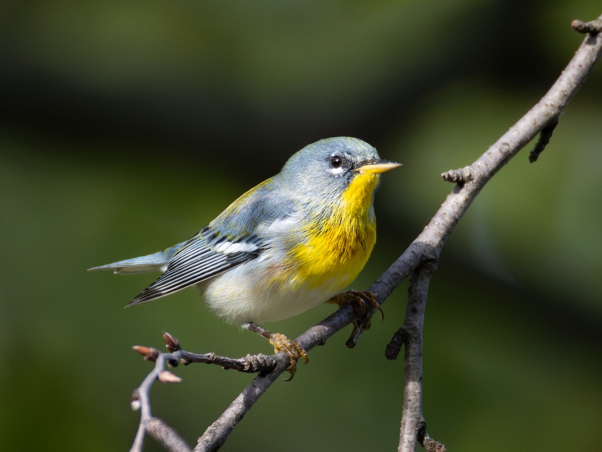 Northern Parula - ML643013680