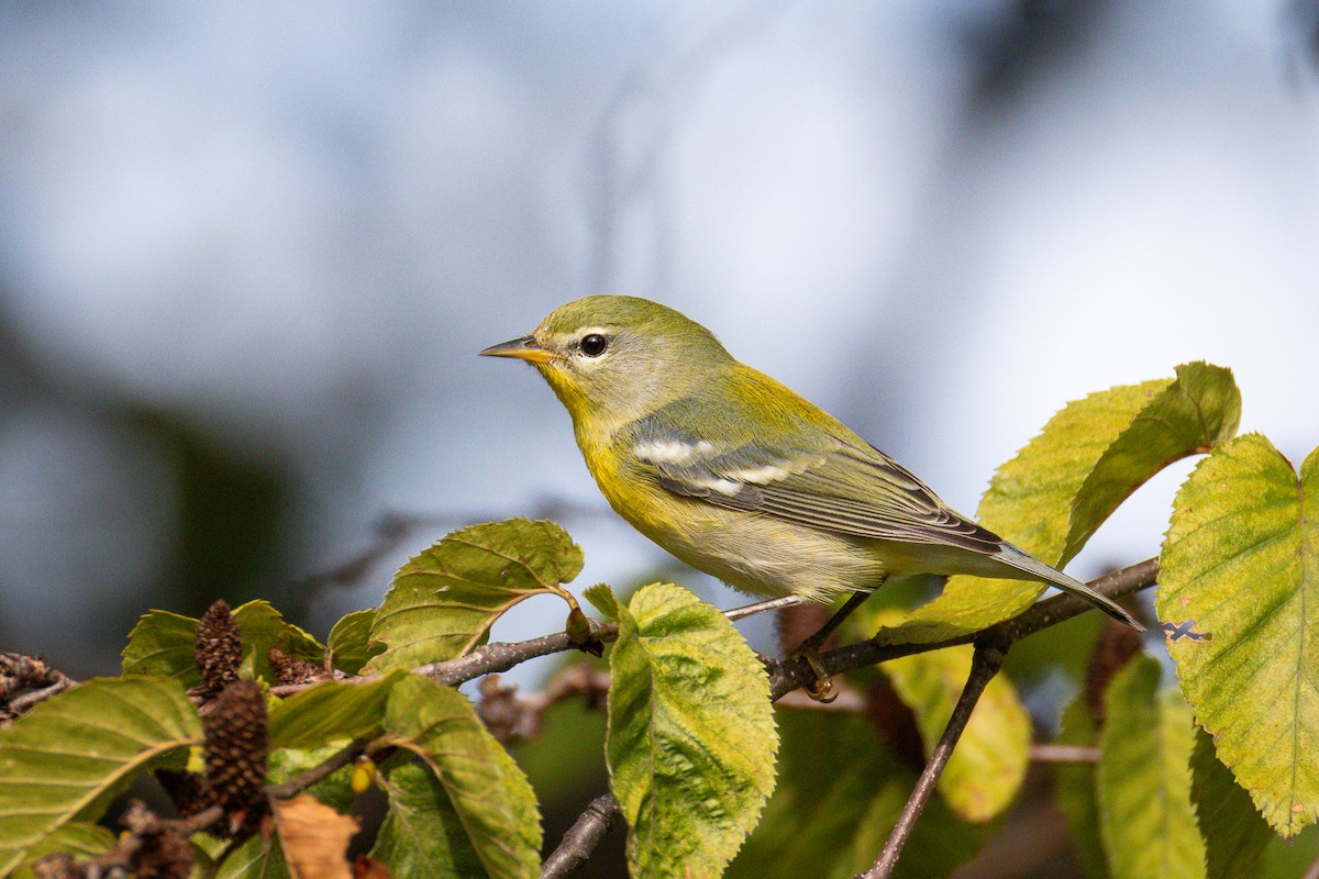 Northern Parula - ML643013681
