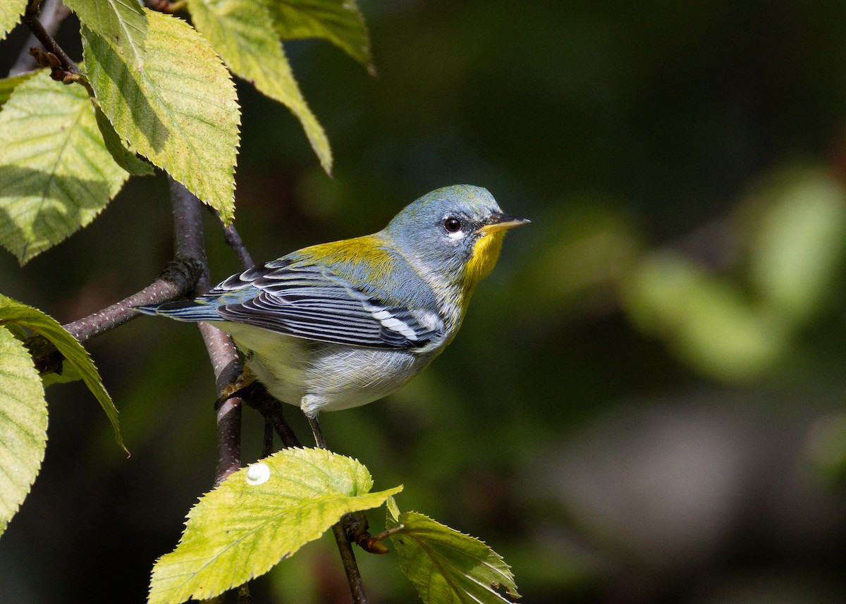 Northern Parula - ML643013682