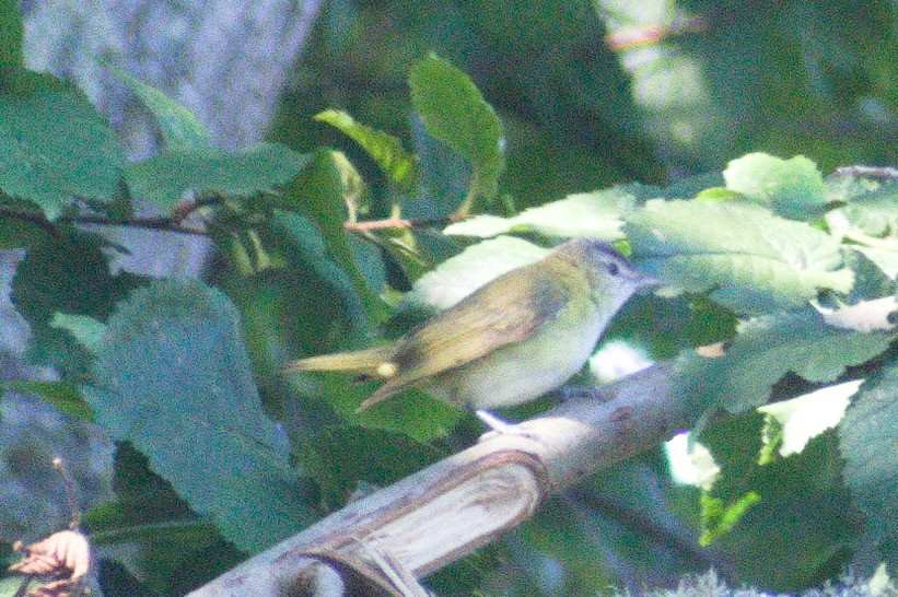 Yellow-green Vireo - ML643013683