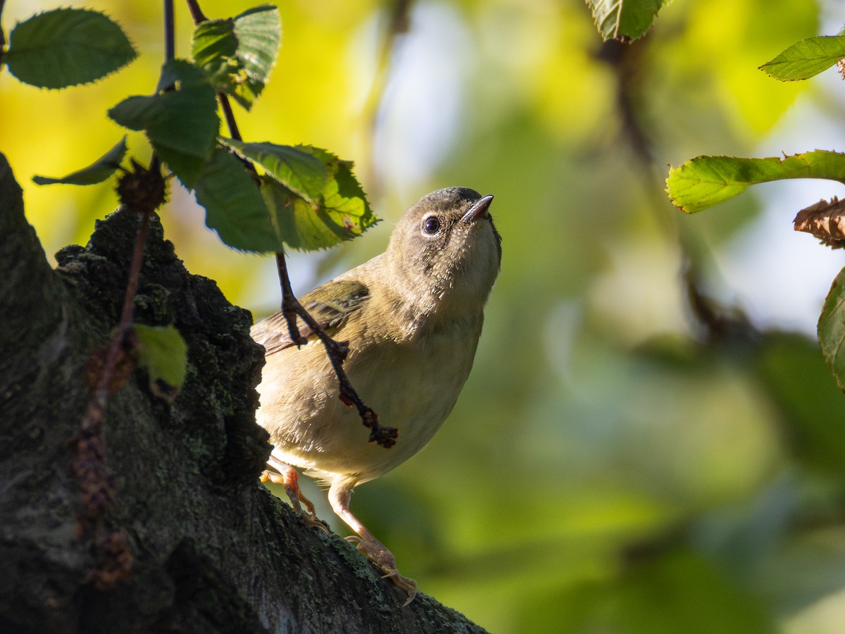 Tennessee Warbler - ML643013694